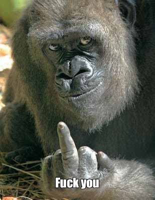 gorilla